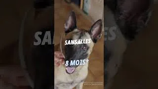 Miniature : Attention les puces et les tiques sont là ! Découvrez le collier antiparasitaire Prevexto pour chien