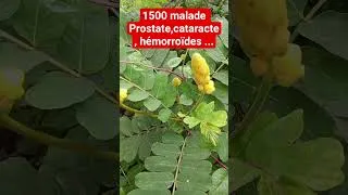 Miniature : 1500 MALADE ASTUCES