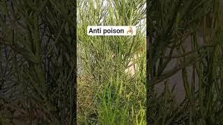 Miniature : KISI YA POISON