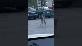 Miniature : Des lièvres en plein milieu d'un parking ! 😭🐇 #viralshorts #animals #cute