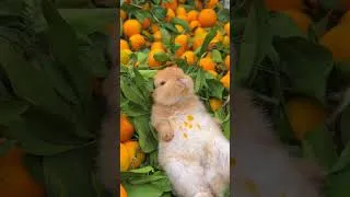 Miniature : Ce petit lapin adore les oranges ! 🍊 #lapin #animauxmignons #cute