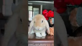 Miniature : Plus Beaux Instants Inédits 🐇 #rabbit #trending  #bunny #animals #viral  #cute #pets #birds #nature