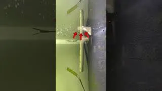 Miniature : Découverte d’un bébé poisson juvénile dans mon aquarium ! 🐠✨