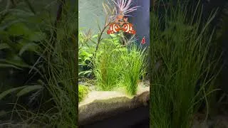 Miniature : Frayage surprise ?? un couple de Danios dans le 240L