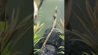 Miniature : Petit tour quotidien de l’aquarium 🐠 | Poissons en action !