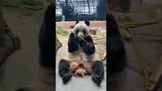 Miniature : Pandas #panda