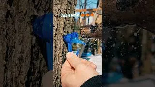 Miniature : Récolte d'eau d'érable 🍁