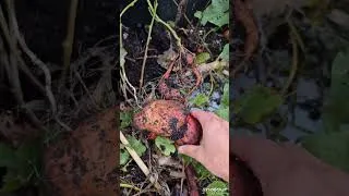 Miniature : Cueillette les patates douces #permaculture #potager