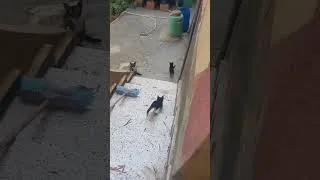 Miniature : Trop mignon