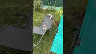 Miniature : Miaouuu