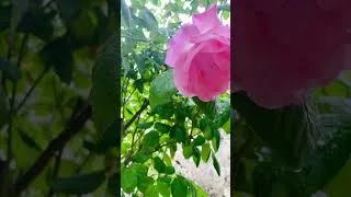 Miniature : ASMR pluie ☔️ #asmr #pourtoi #asmrsounds #pluie #triggers #shorts #relaxation #bruitdepluie
