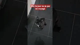Miniature : MOI LE JOUR OU JE PARS EN VOYAGE #voyageautourdumonde #bulldogfrancese #bulldogs #loisir