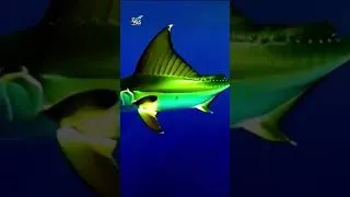 Miniature : Le Marlin : Le Prédateur Éclair des Océans #Marlin #explore #animaux #adventure #animals #youtube