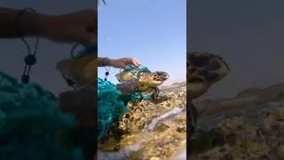 Miniature : JE SAUVE UNE TOURTUE using smaco gear🤿 #oman #plongeesousmarine #vienomade
