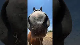 Miniature : Insupportable le gros #chevaux #equestrian #humour #drole