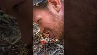 Miniature : 👀😱🍄 Why Is This Mushroom “Bleeding”?6