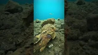 Miniature : Don’t Step on This “Rock”… It’s Deadly! ☠️🐠