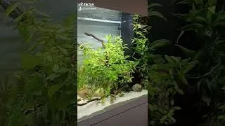 Miniature : Passion Poisson Rouge Japonais #france #animals #youtubeshort #shorts #fish #fancygoldfish #aquarium
