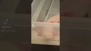 Miniature : Le repas c’est sacré! #france #axolotl #animals #reels #youtubeshort #shorts #pourtoi #mignon #cute