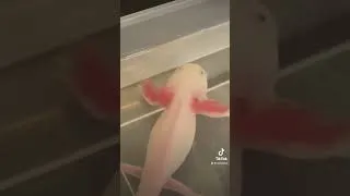 Miniature : Apprendre à ton axolotl à manger seule ? 😀 #axolotl #france #animals #reels #youtubeshort #shorts