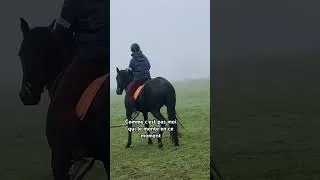 Miniature : Quand ça veut pas….ça ne veut pas 🤣 #cheval #equitation #horse #réformédescourses