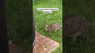 Miniature : Brick a une théorie sur les bains glacés… 😂🐱🧊