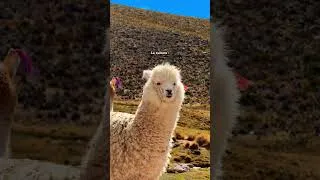 Miniature : Les alpagas et les lamas 🥰😍 # #voyage #pérou #alpaca
