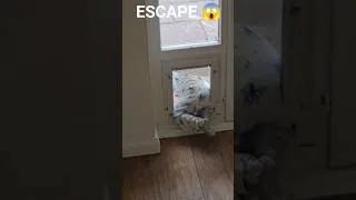 Miniature : ESCAPE 😱