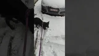 Miniature : Bonaparte dès qu'on sort de la maison et qu'il fait tout blanc. #neige #chien #adoption #zoomies