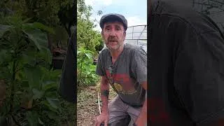 Miniature : les courgettes de fin de saison germent de peur !