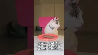 Miniature : Soyez honnêtes… elle mange mieux que vous ou pas ? 😂👇#funny #funnycats #pourtoi