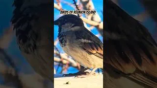 Miniature : Cute Réunion cheeky male House Sparrow Stealing Breakfast Leftovers – Indian Ocean