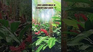 Miniature : I Explored the Most Beautiful Spice & Perfume Garden in Reunion Island’s Wild South 🇷🇪