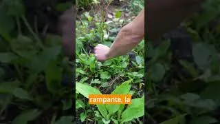 Miniature : 5 plantes par m2 c'est ça le jardin forêt !