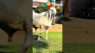 Miniature : 5 pays africains avec leurs moutons de Tabaski #burkinatiktok #malitiktok #cotedivoire #yamgoff