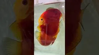 Miniature : Java Discus Indonesia
