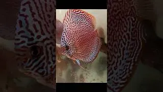 Miniature : Visiting discus fish farm under the rain in Indonesia 🇮🇩