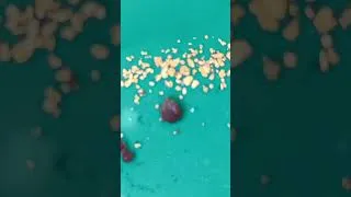 Miniature : ORPAILLAGE, OR , GRENATS, NATURE. les vidéos sont en montage. #france ; #gold ;#orpaillage ;#nature