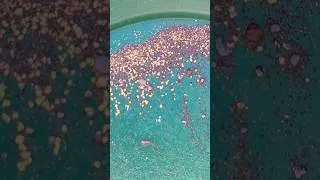 Miniature : ORPAILLAGE, BEAUCOUP D'OR, DES AVENTURES, UN AVANT GOÛT DES FUTURES VIDÉOS.