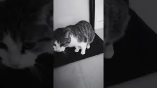 Miniature : encor des friandises miaouuu, 🐈👋🐈