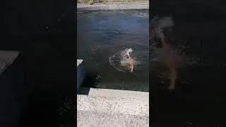 Miniature : on se rafraichie comme on peux il fait chaud💦💦👋