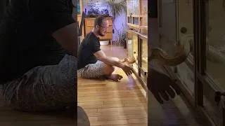 Miniature : Moment détente avec le boa constrictor 🐍 #nac #reptiles