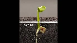 Miniature : Watermelon and new life.