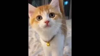 Miniature : #ihavethisthingwithplants #cat #pets #funny #cutecat #cute