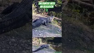 Miniature : Encounter with an alligator 🐊 Everglades, Loop Road Scenic Drive #florida