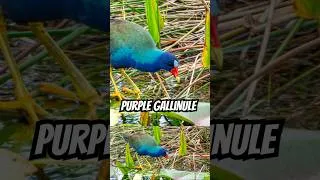 Miniature : Florida's Purple Gallinule / La Talève Violacée de Floride - Anhinga Trail, Everglades