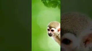Miniature : Ces Primates ne devraient pas être là !  [ #shorts ]