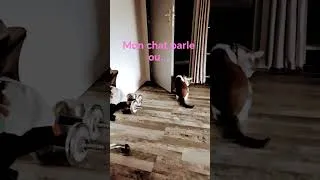 Miniature : équipe chaton