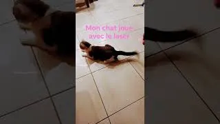 Miniature : équipe chaton tout minion #cat