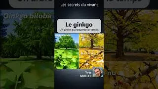 Miniature : Les secrets du vivant #10 – Le ginkgo – Un arbre qui traverse le temps